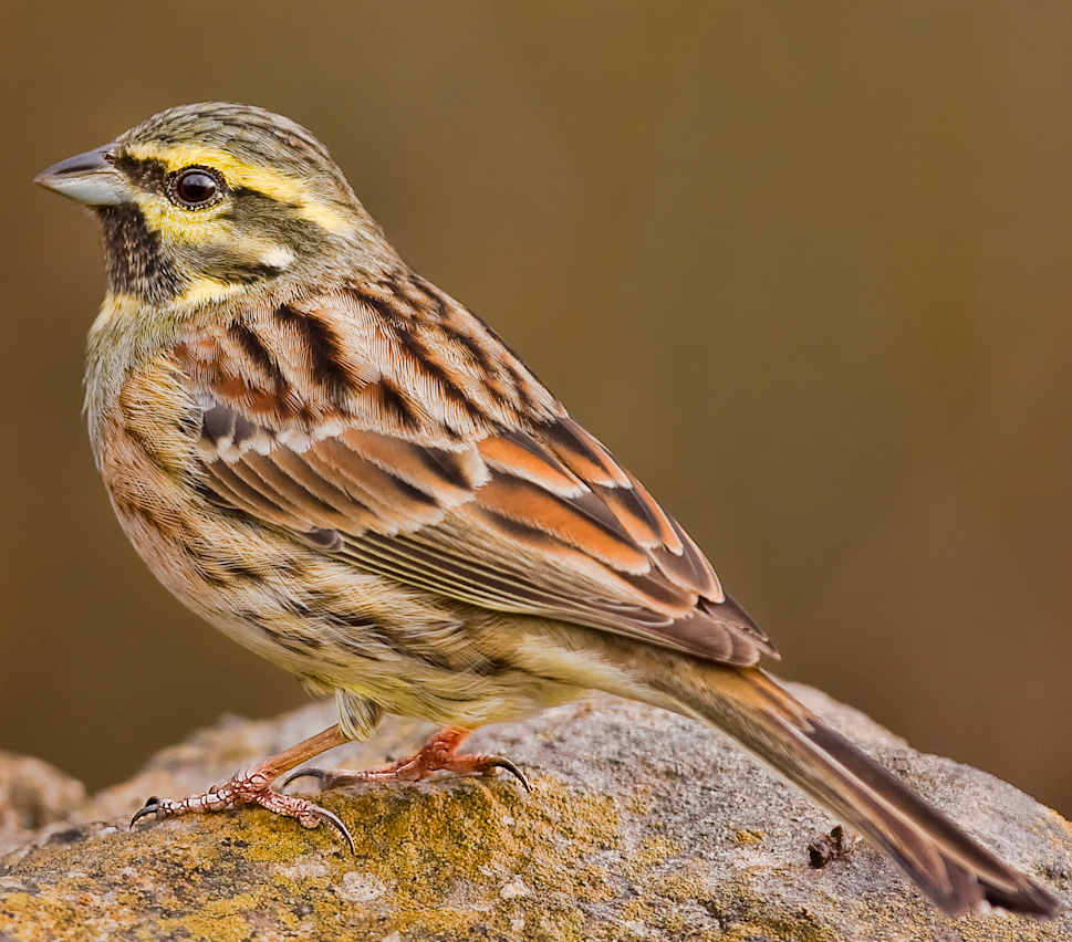 Cirl Bunting RSPB talk